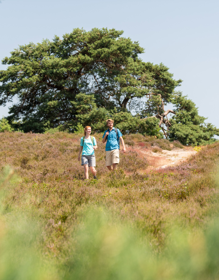 Een Duits koppel wandelt een heuvel af tussen de heide en bomen